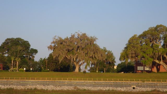 7.23am tree overwhelmed with moss - 5-3-15