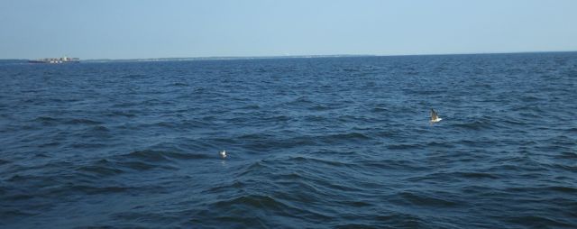 7.47am - birds on the water 5-29-15