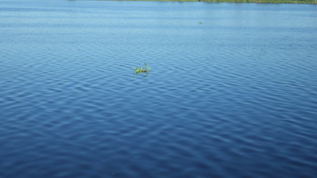 8.02am floating illies 18 -25 ft water - 5-5-15