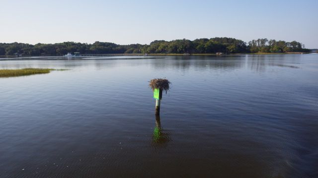 8.07am ospry nest? - 5-3-15
