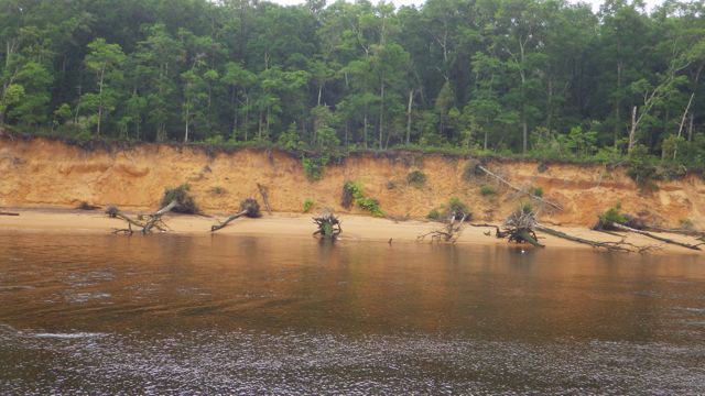 8.52am trees falling over 5-12-15