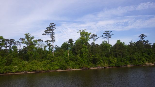 8.55am NC trees 5-15-15