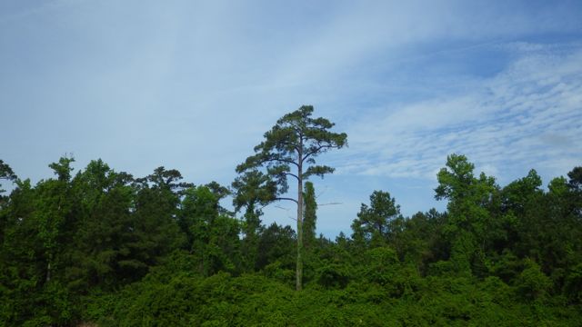 8.57am Tree with blue sky 5-15-15