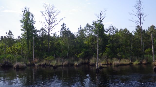 9.05am plush landscape 5-18-15