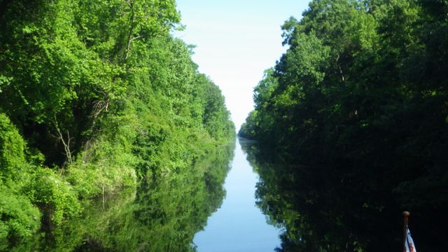 9.46am - Dismal Swamp  5-20-15
