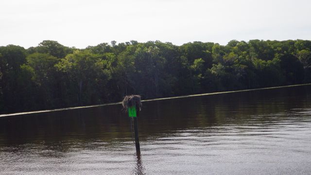 9.46am - osprey nest with a little head? - 5-5-15