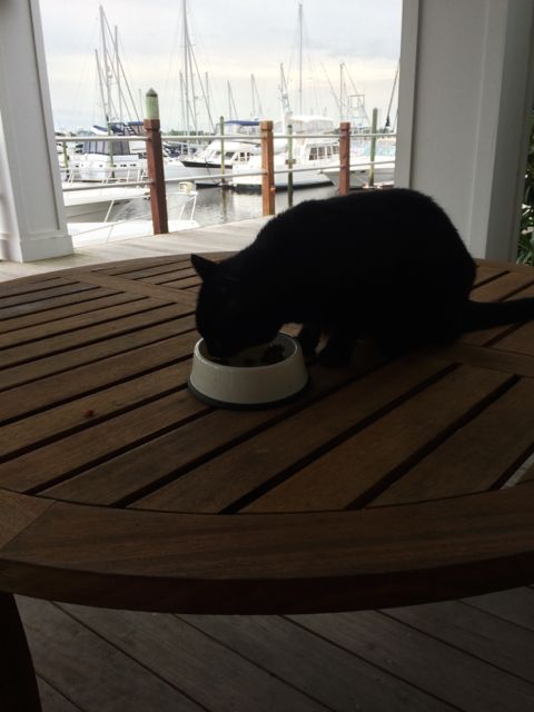 Mascot Black Cat - southport, nc  5-11-15
