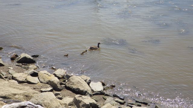 15.15 - 3.15pm - mom duck with 3 babies 6-13-15