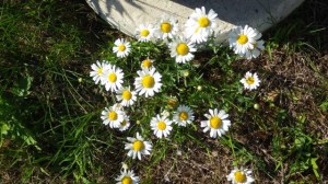 16.44 - 4.44pm white dailsy flowers  6-22-15