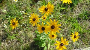 16.46 - 4.46pm orange daisy flowers B 6-22-15