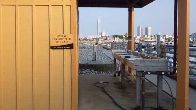 18.39 - 6.39pm - fish cleaning - 6-10-15