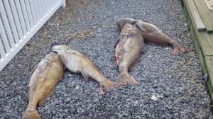 18.56 - 6.56pm - huge fish!!  5-31-15