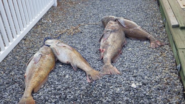 18.56 - 6.56pm - huge fish!! 5-31-15