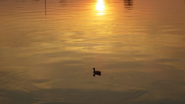 5.47am -duck - sunrise at Great Kills, NY 6-12-15