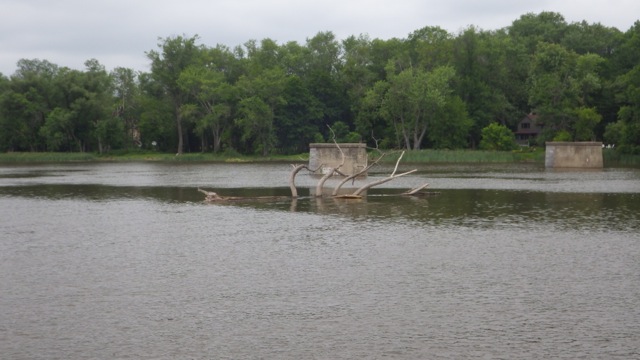 8.32am - tree in river  6-18-15