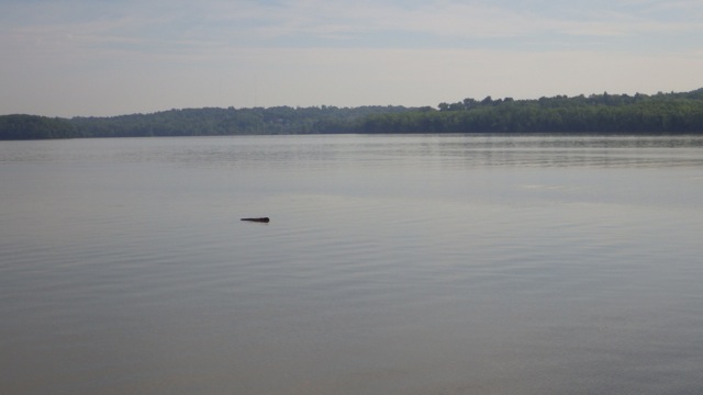 8.53am debris on the Hudson 6-14-15.JPG