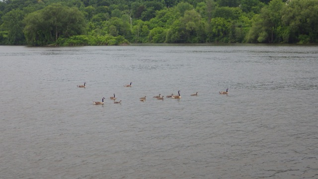 9.28am - geese group crossing the river  6-23-15