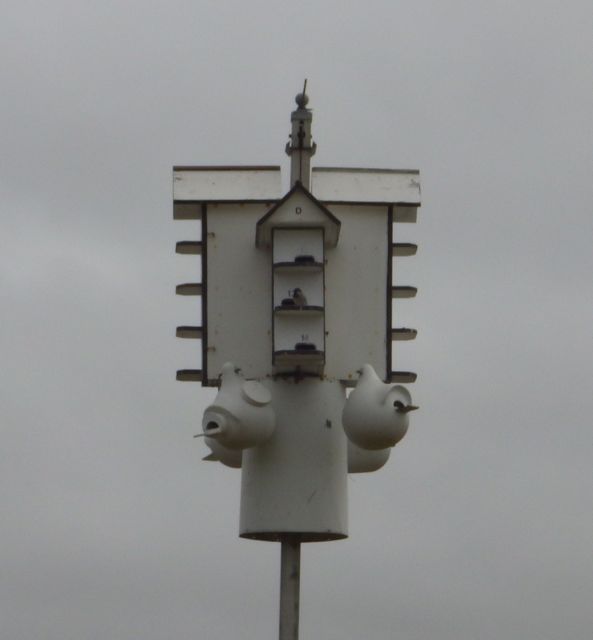 bird outside of 13 - crop 6-4-15