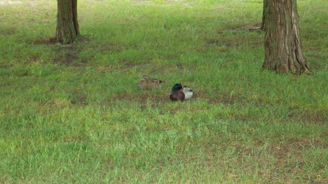 birds under trees 6-4-15
