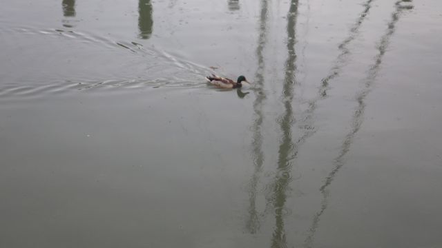 duck 8.17am - weather improving.  6-9-15
