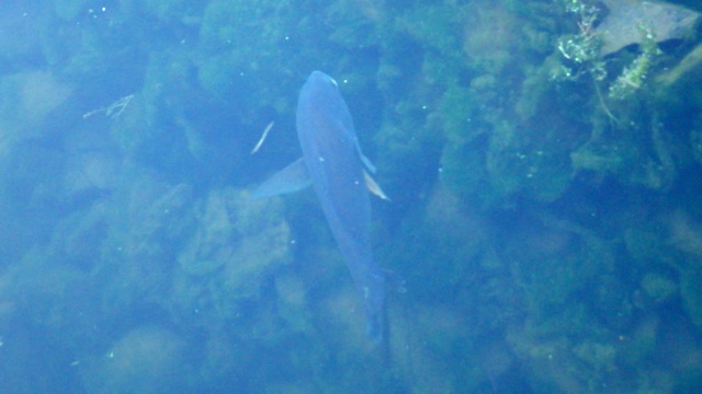 0.01 - 8.01pm - fish along the rocks B 7-2-15.JPG