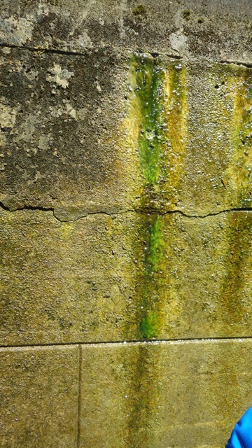 10.42am - green slime on lock wall B 7-23-15