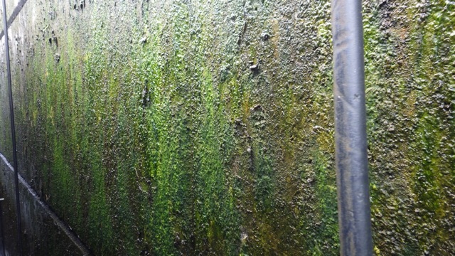 11.28am - green colorful slime!  Lock 28  7-21-15