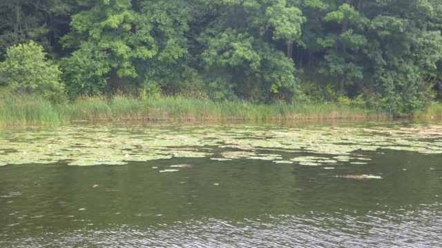 11.45am - water plants - 7-14-15