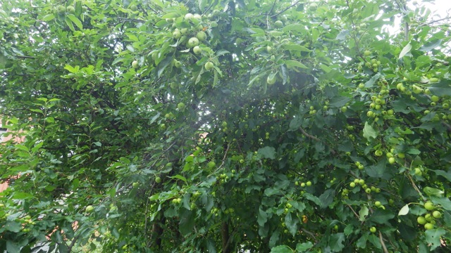 12.05pm apples!!  7-17-15