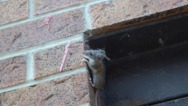 12.17pm - Mouse on corner 7-10-15