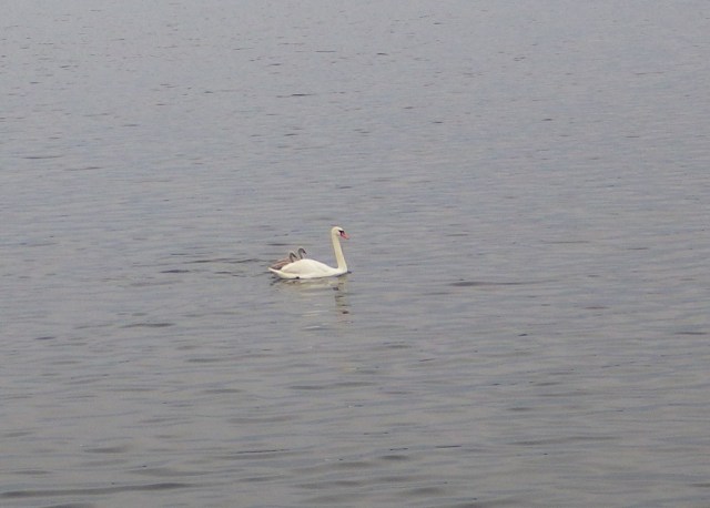 13.19 - 1.19pm - white swans 3  -7-9-15