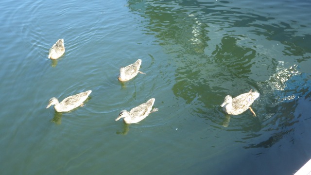 16.07 - 4.07pm - ducks following me!!  7-16-15