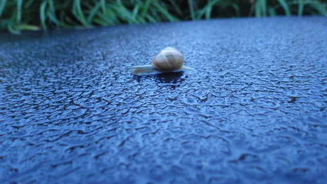 20.29 - 8.29  snail on the walkway   6-27-15