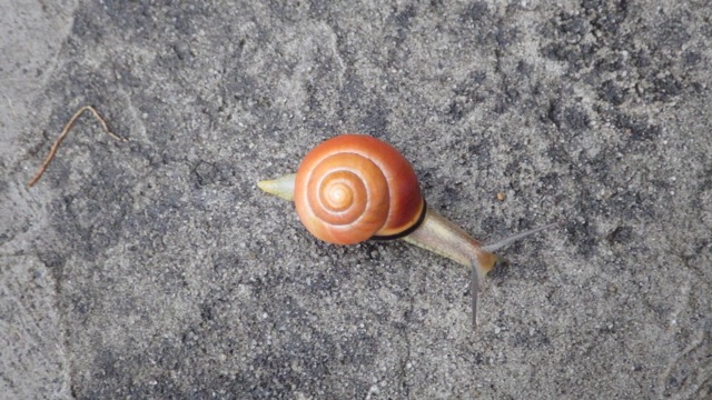 6.16am - snail pic  Wintre Harbor Marina  7-01-15