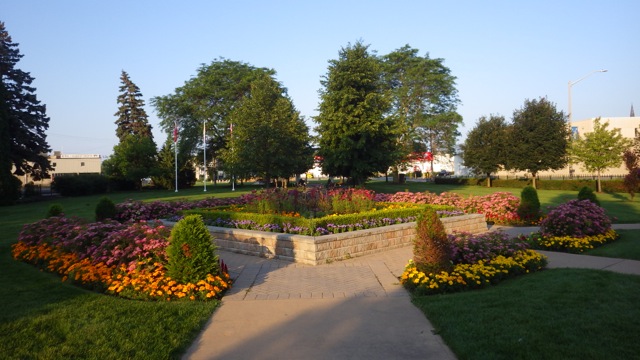 6.49am - Fraser Park flowers 7-11-15