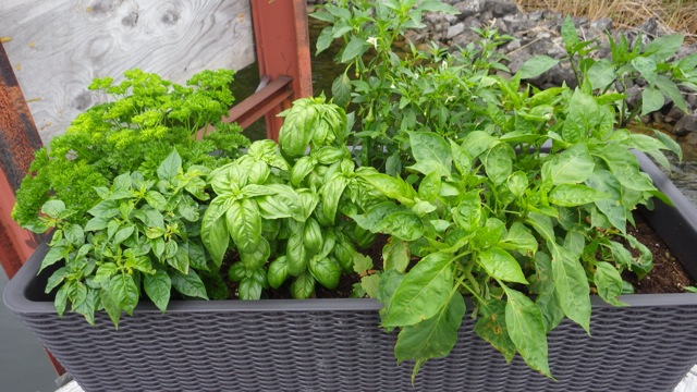 7.01am - raised bed - peppers again  6-27-15