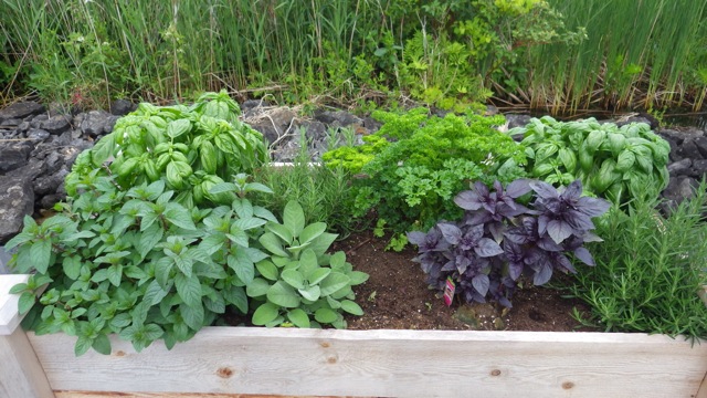 7.01am - raised bed - spices -  6-27-15