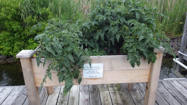 7.01am - raised bed - tomatoes  6-27-15
