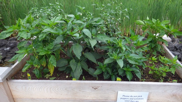 7.02am - raised bed - peppers   6-27-15