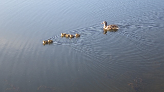 7.28am - momma and her ducklings 2 - 7-18-15