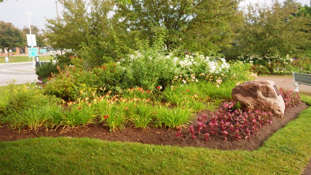 7.38am - flower area - 7-18-15