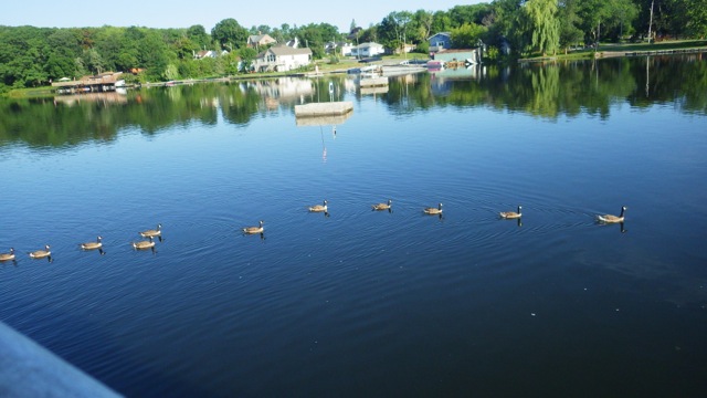 7.56am - geese line   7-16-15