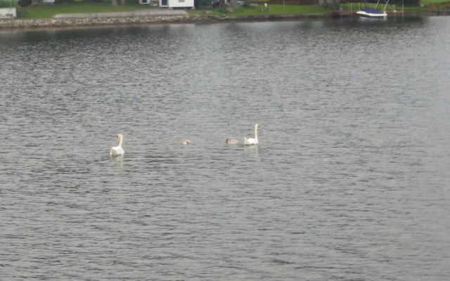 8.34am - white swan family  -  7-14-15