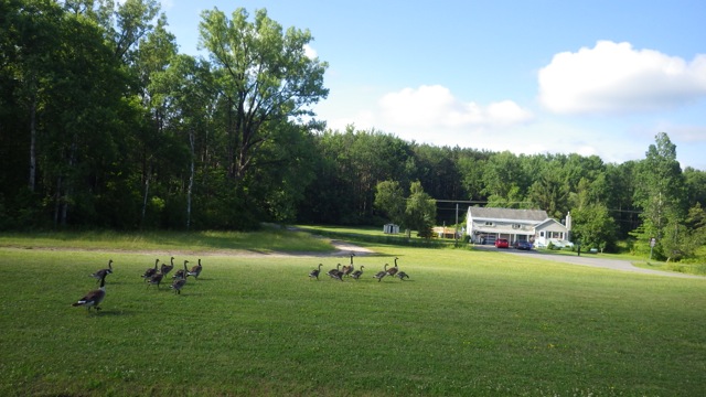 8.39am - geese near lock 21 C  6-26-15