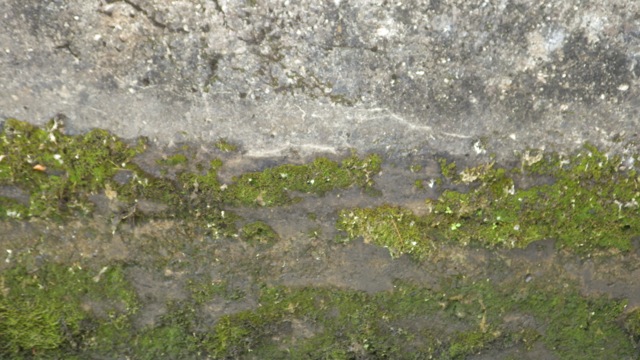 9.09am - moss growing on lock 22 wall   6-26-15