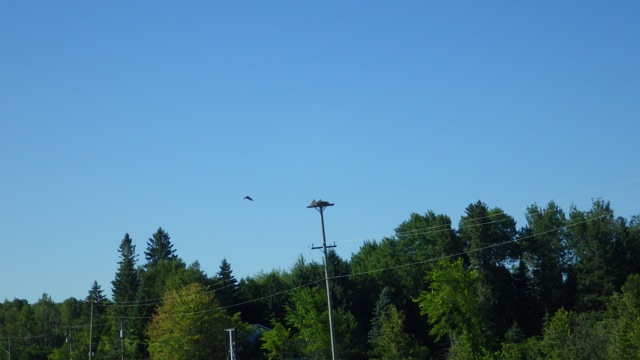9.10am - osprey nest - 7-23-15