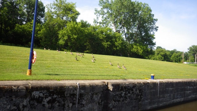 9.11am - geese going back uphill Lock 16 6-25-15