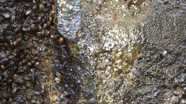 9.13am - shells clinging to wall  6-26-15