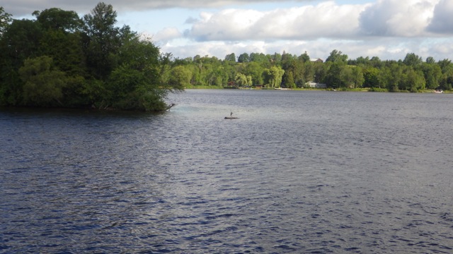 9.15am - heron on a rock  7-21-15