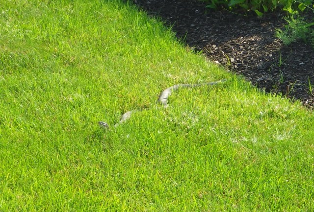 9.23am - Snake 2 - crop - Winter Harbor